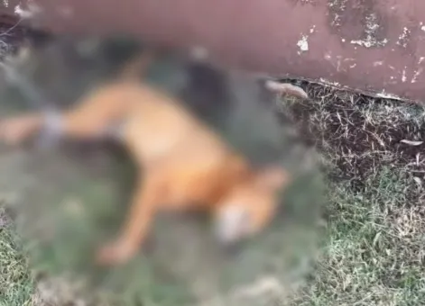 Cachorro é encontrado morto e com patas amarradas em Toledo