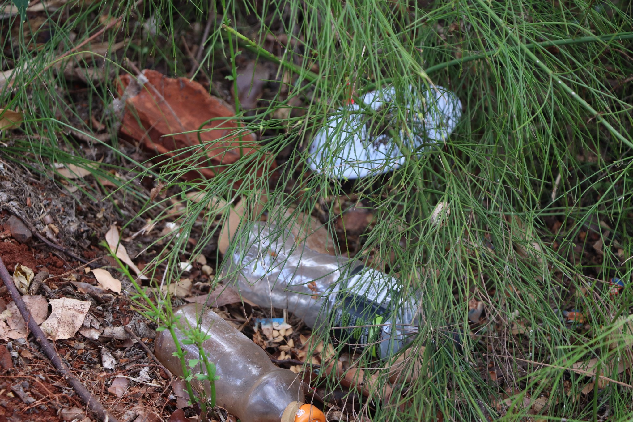 Infestação pelo Aedes aegypti em Marechal Cândido Rondon é de 1,2%