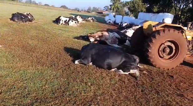 Tragédia no campo: vaca morde tomada e 32 animais morrem eletrocutados no interior de Marechal Rondon