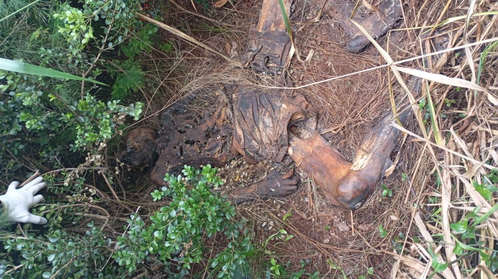 DH de Cascavel divulga imagem de cadáver em decomposição para auxiliar na identificação