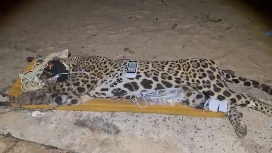 Onça-pintada que teria matado Jorginho no Pantanal é capturada