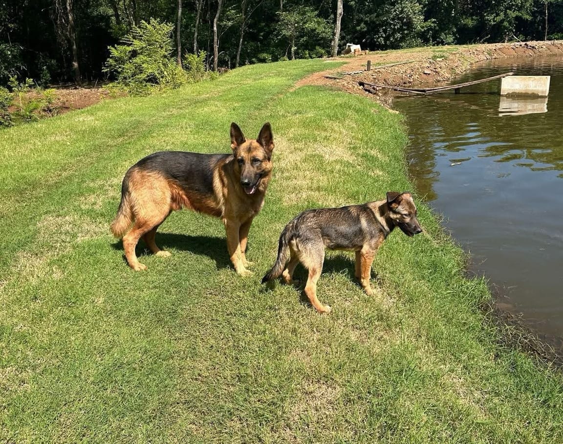Cães são encontrados mortos por possível envenenamento em propriedade no interior de Quatro Pontes