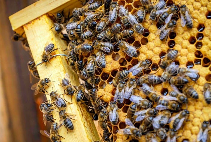 Abelhas são envenenadas e mortas no interior de Pato Bragado