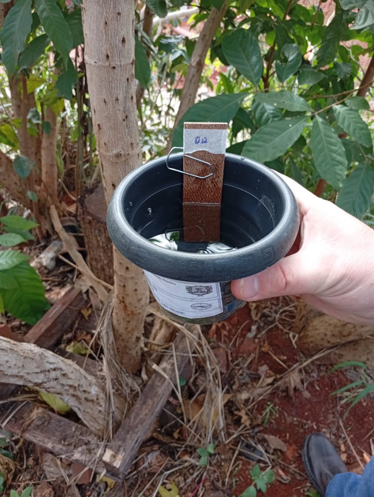 Levantamento por ovitrampas aponta a presença do mosquito da dengue em várias regiões da sede de Marechal Rondon