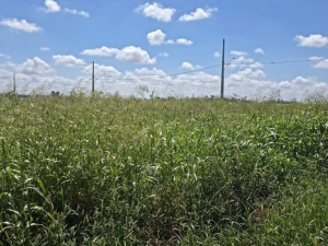 Prefeitura de Nova Santa Rosa reforça importância da limpeza de terrenos urbanos