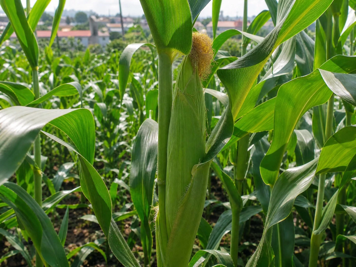  Agricultura rondonense reforça necessidade eliminação de plantas de milho nas áreas urbanas