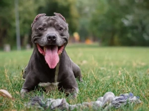 Homem é atacado por cão Pit Bull em Toledo