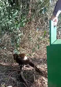  Macaco-prego e gambá resgatados em Marechal Rondon se recuperam e ganham nova chance na natureza