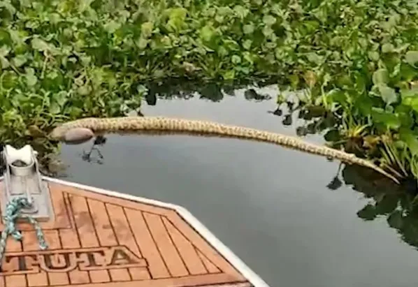 Sucuri de 2,5 metros é encontrada morta no Lago de Itaipu, em Mercedes